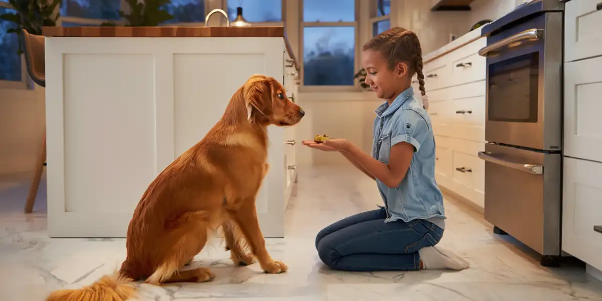 Adestramento Positivo: Como Funciona e Por Que Usar